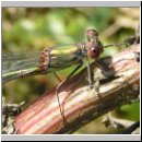Lestes viridis - Weidenjungfer m07.jpg